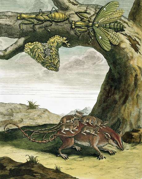 Merian ainda é pouco reconhecida por suas descobertas científicas | Imagem: Science Photo Library Merian ainda é pouco reconhecida por suas descobertas científicas | Imagem: Science Photo Library