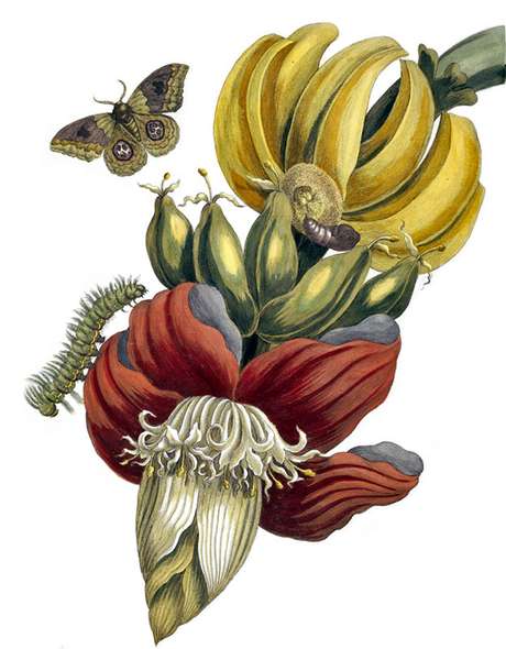 Merian ficou dois anos no Suriname | Imagem: Science Photo Library Merian ficou dois anos no Suriname | Imagem: Science Photo Library