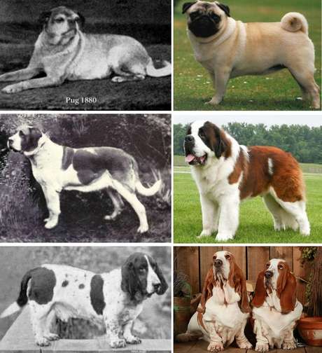 Imagens comparativas de raças de cães em 1800 e como elas são atualmente
