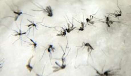   Yellow fever is transmitted by the mosquito Aedes aegypti 