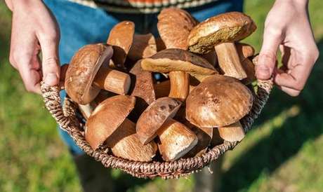 Shutterstock / TudoGostoso Cogumelos frescos