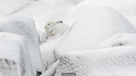 A lebre do ártico está tendo dificuldade para se camuflar, conforme a neve derrete, diz guarda florestal | Foto: Getty Images