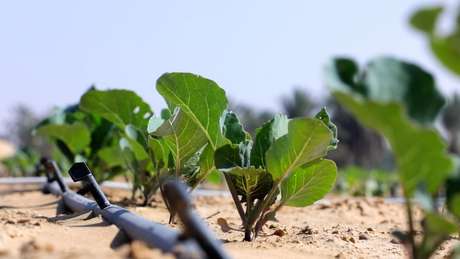 A nova tecnologia reduz pela metade a água necessária para cultivar alimentos no deserto