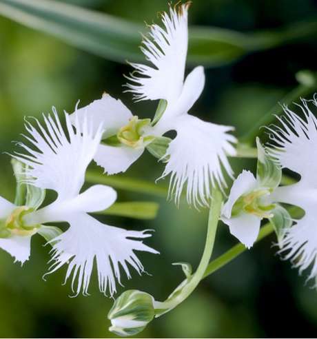 21- A Habenaria Radiata é um tipo de orquídea terrestre do Japão que lembra uma garça com asas infladas
