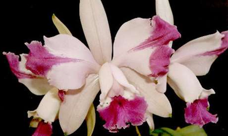 14- A orquídea Cattleya são flores que requerem atenção, pois desidratam facilmente