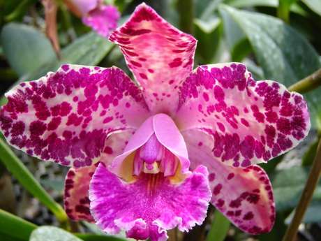 17- A orquídea astronauta apresenta formato e coloração exótica