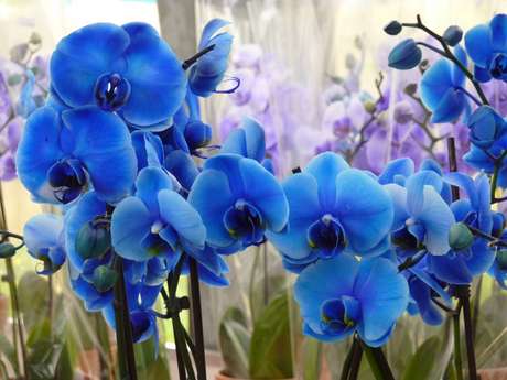 16- Tipos de orquídeas azuis raras, elegantes e sofisticadas