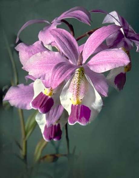 25- A orquídea barkeria é uma espécie de pequeno a médio porte com inflorescências multiflorais e formas exóticas