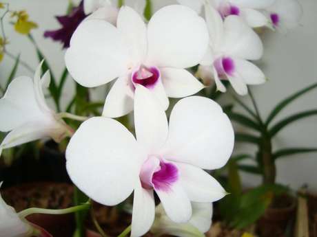35- A Denphal são tipos de orquídeas que possuem um porte altivo e elegante e sua floração ocorre no topo dos seus caules, mais conhecido como pseudobulbo