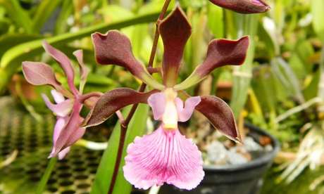 15- Os tipos de orquídeas Catlleya Mossiae possuem flores com variedades rosadas, albas e azuladas