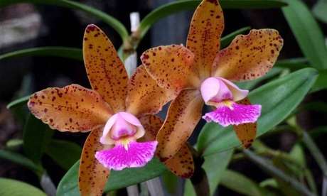 22- Esses tipos de orquídeas Cattleya são epífitas e geralmente vivem em troncos de árvores