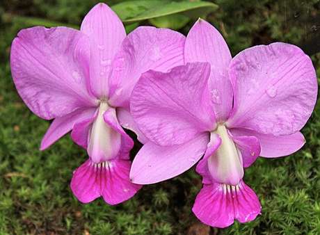 13 – Tipos de orquídeas Cattleya Walkeriana rosa