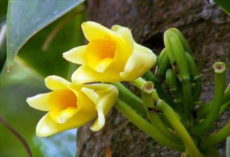 2- Tipos de orquídeas trepadeiras aromáticas