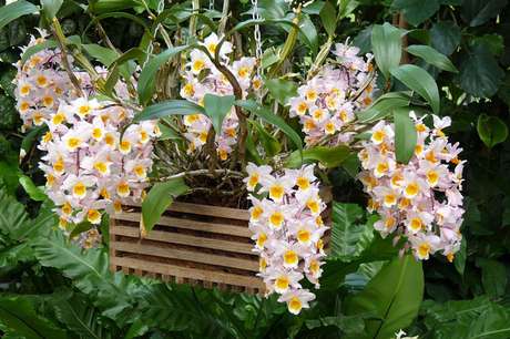 24 -Os tipos de orquídeas dendrobium são reconhecidos pela sua rusticidade, delicadeza, formas e cores