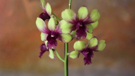 31- As Orquídeas Denphal não devem receber sol direto e precisam de ambientes iluminados e ventilados