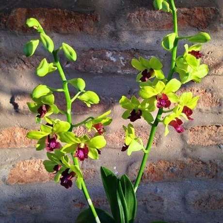 33 -Os tipos de orquídeas Denphal são ideais para decoração em ambientes fechados