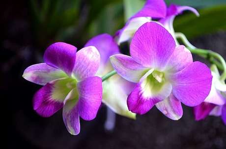 32- Os tipos de orquídeas Denphal são plantas elegantes e sofisticadas com flores de cores variadas