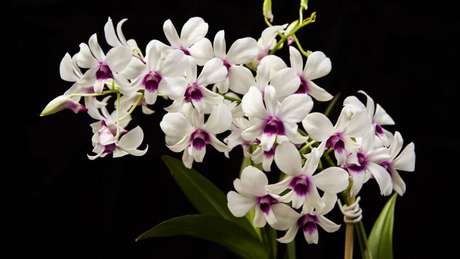30 -Tipos de orquídeas Denphal nas cores vinho e branco