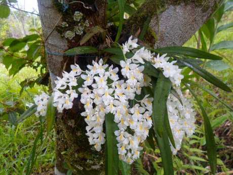 3-Tipos de Orquídeas do mato encontradas na mata atlântica