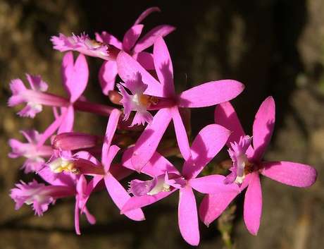 20 – A Epidendrum rosa é uma espécie de orquídea muito comum no Brasil e pode ser encontrada à beira das praias e às margens dos rios