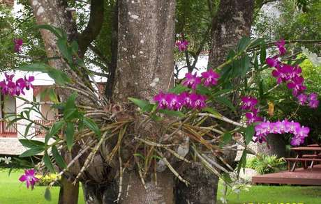 11- Tipos de orquídeas epífitas que vivem em cima de árvores