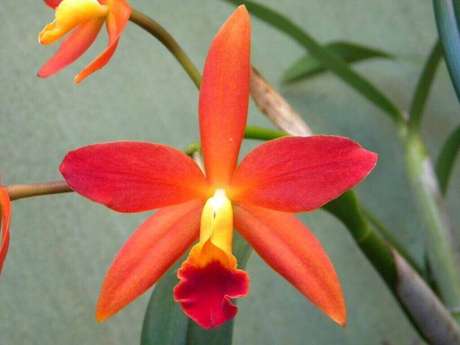 7- Tipos de Orquídeas híbridas na cor laranja com floração em setembro