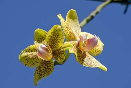 23 – As flores das orquídeas Phalaenopsis tem origem asiática e podem variar de cores