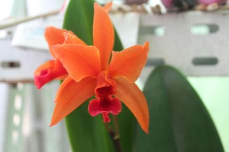 9- Tipos de orquídeas Híbrida com pétalas laranjas e pigmentos rosas
