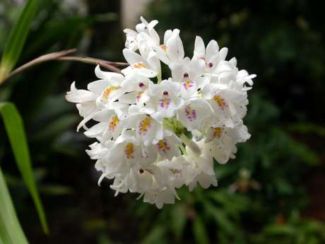 19 -A orquídea neobenthamia gracilis possui flores brancas e perfumadas.