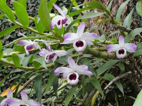10- Tipos de orquídeas epífita (Olho de Boneca)