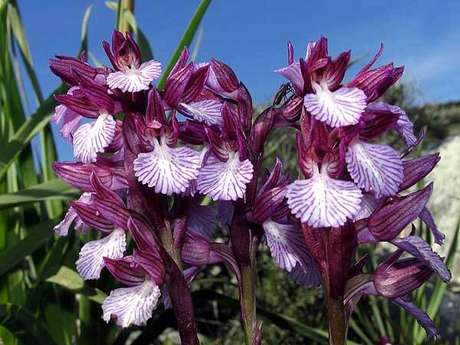 29 – Esses tipos de orquídeas podem viver facilmente em solos como plantas comuns e quase todas possuem dois tubérculos subterrâneos.