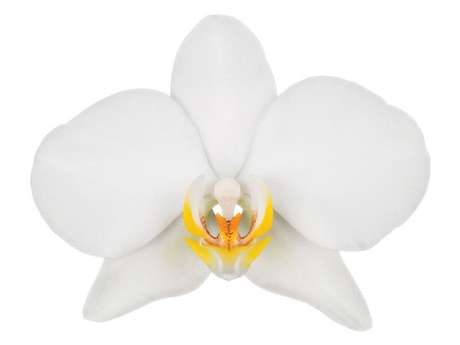 28- A orquídea Phalaenopsis Branca é uma planta de médio porte e suas hastes atingem cerca de 40cm de altura