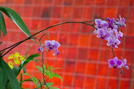 18 -As orquídeas Phalaenopsis roxas preferem climas mais quentes