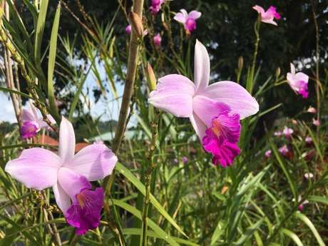 5- Os tipos de Orquídeas Bambus florescem quase o ano todo e atingem até 2 metros de altura