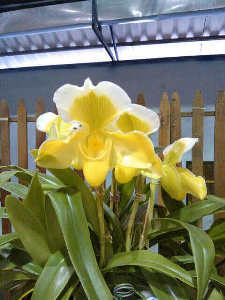 4- As orquídeas de hábitos terrestres surpreendem pelas formas e cores
