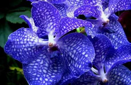 27- Os tipos de orquídeas Vanda contam com flores bonitas e delicadas