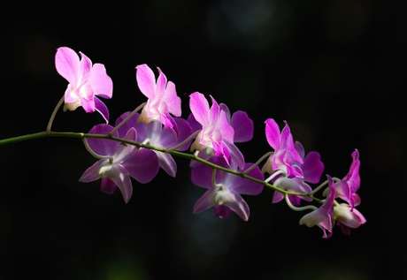 34 – Tipos de orquídeas Roxas Denphal