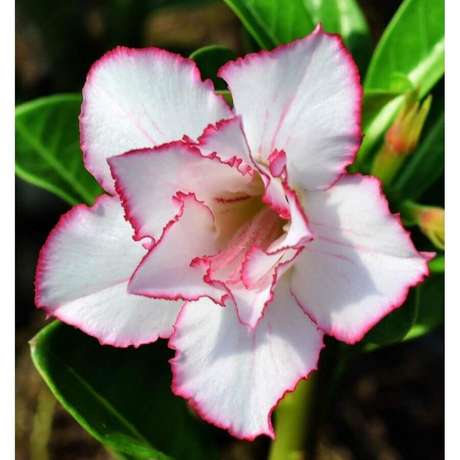 13. Essa rosa do deserto  super delicada com ptalas brancas e com um detalhe rosa bem delicado contornando as pontas