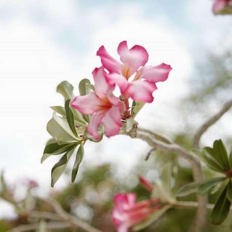 19. As rosas do deserto se adaptam bem a climas tropicais