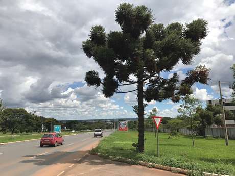 AraucÃ¡ria Ã© um pinheiro nativo do Brasil