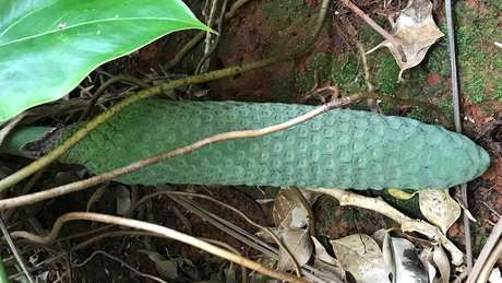 Fruto ainda verde da costela-de-adÃ£o; Ã© preciso esperar que placas externas se soltem