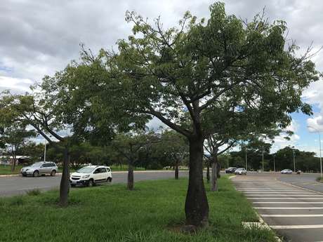 Paineira Ã© muito usada no paisagismo de cidades brasileiras