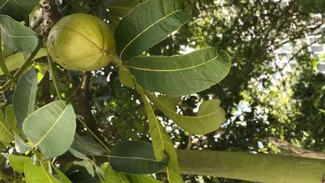 Tronco verde e frutos lenhosos ajudam a identificar pÃ©s de castanha-do-maranhÃ£o