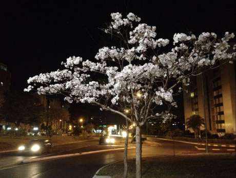 HÃ¡ vÃ¡rias espÃ©cies de ipÃª com flores comestÃ­veis