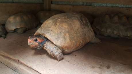 Jabuti resgatado em São Paulo durante operação do Ibama de combate ao tráfico de animais Jabuti resgatado em São Paulo durante operação do Ibama de combate ao tráfico de animais