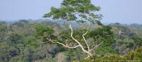 Organizações apontam ofensivas que vêm prejudicando a Floresta Amazônica Organizações apontam ofensivas que vêm prejudicando a Floresta Amazônica