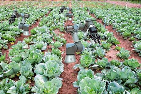 Robôs colhem couve em fazenda Robôs colhem couve em fazenda