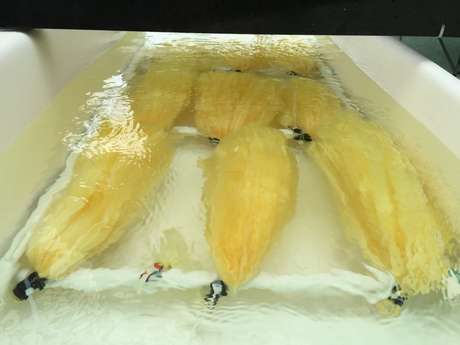 As fibras acrílicas testadas conseguiram captar 5 gramas de Urânio em um teste de um mês (Foto: Divulgação / PNNL) As fibras acrílicas testadas conseguiram captar 5 gramas de Urânio em um teste de um mês (Foto: Divulgação / PNNL)