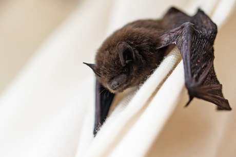 Morcegos podem transmitir raiva humana por mordidas, arranhões ou lambeduras
