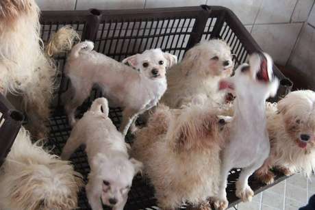 Os mais de 100 cachorros foram colocados aos cuidados do Projeto Anjo de Quatro Patas